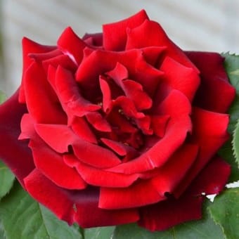 鉢植えのバラ（２）　「パパメイアン」と「ダブルデライト」