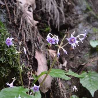 林道歩きで花探し