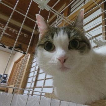 大型犬の火葬は大変💦