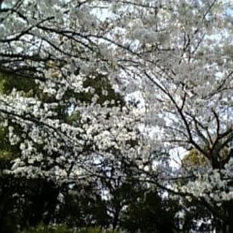 643th VIBES☆公園。