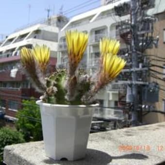 サボテンの花
