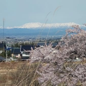 松長の桜も散り始めました！