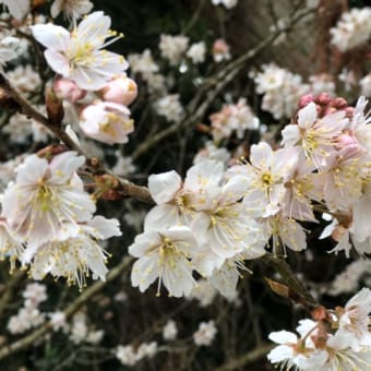 　早すぎる桜🌸とともに