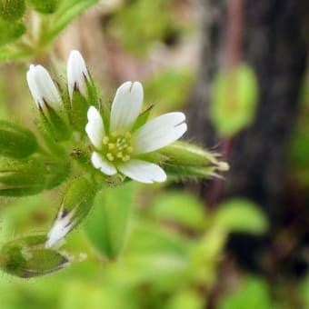 地味～に雑草！　道端やプランターに生きる春の野草