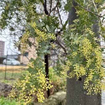 花粉症の症状を報告しておこう