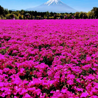 芝桜まつりと樹海ハイキング