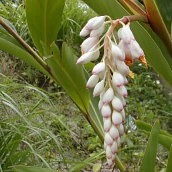 サンニンの花