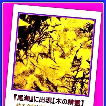 🐉🌈〖尾瀬〗ブナ大木に可愛い【✨精霊✨】出現❢❢