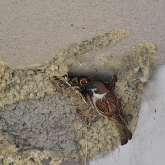 ツバメとスズメ、、、