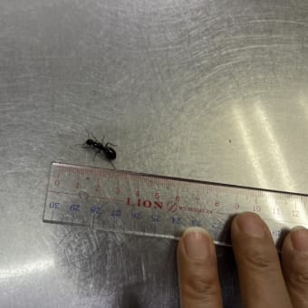 【昆虫図鑑】ネズミの次は、巨大アリに遭遇～クロオオアリ（新女王アリの可能性）