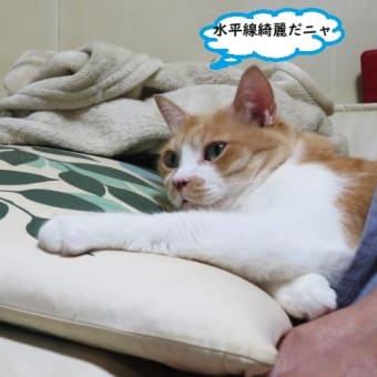 水平線綺麗だニャ(=^・・^=)