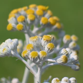 白妙菊