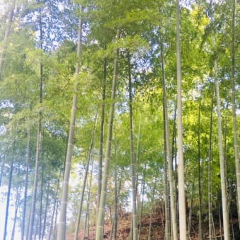 散策写真　2022年1〜3月