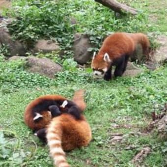市川動植物園に行く