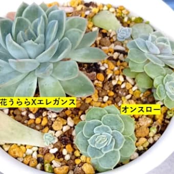 ティッピーとナンバーワン　他　20250704