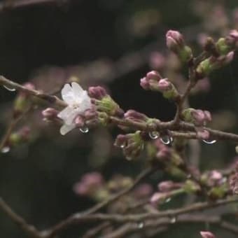 東京：サクラが開花・統計開始以降で最も早く　２０２０年０３月１４日