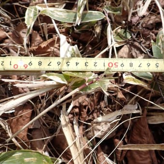 シカ柵の中に伸ばして50cm