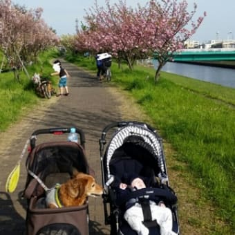 ちょこおじさん、とうとうカートデビュー♪桜は葉桜でしたが、芝桜が満開でした。お天気も良くて、気持ち良かったです☺🎵落ちていたお花をあたまに乗っけてお散歩～。(笑)
