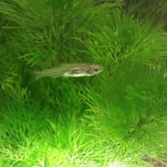 コイの稚魚 aquatic コイの稚魚 aquatic