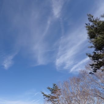 自然観察交流会　　2025年3月1日（土）