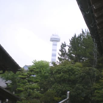 コヒガンバナ - 岐阜県 木曽三川公園