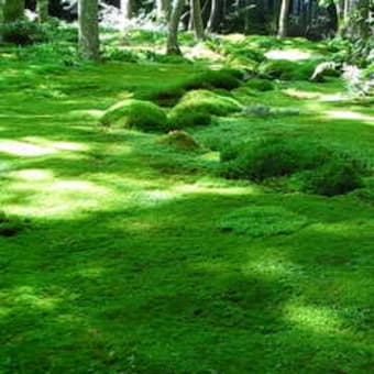 高山寺～嵯峨野駆け足