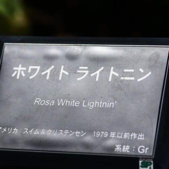 ホワイト・ライトニン　　White Lightnin.  【Gr】