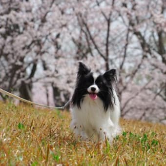 中央公園　桜