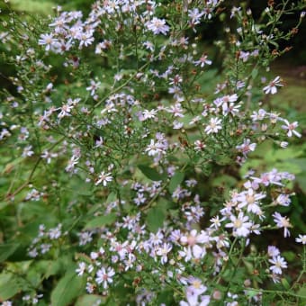 小さな花の魅力