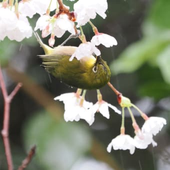 逝く春
