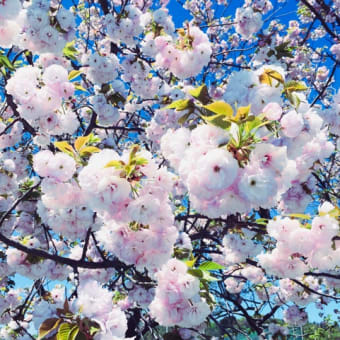 今年の桜