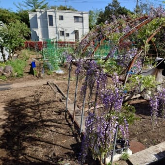 芝桜のピンク色に魅せられて植えた…