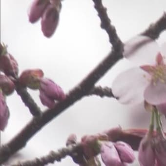 北海道：稚内と釧路でサクラ開花　２０２０年０５月１０日