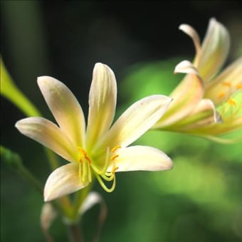 今年もキツネノカミソリが咲きました。 少し花色の薄い花で～すが・・・