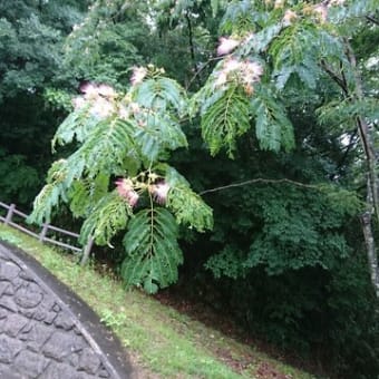 梅雨の植物園