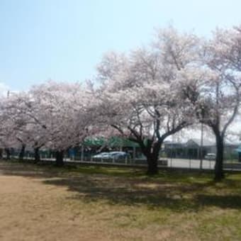桜満開！　
