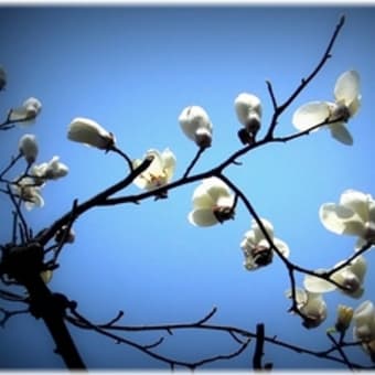 Magnolias are singing in spring.