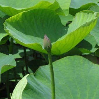 除草、薬剤散布作業