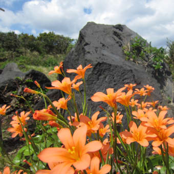 八丈島の庭に春の花