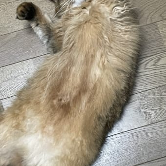 お手上げにゃあ～