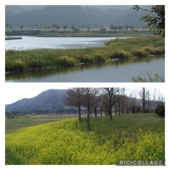 弥彦角田山系と平野部の自然　2022年9月