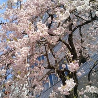 桜を愛でながら・・