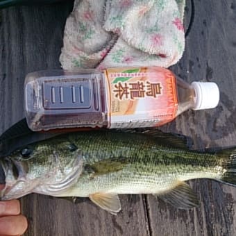 釣り堀状態・・・