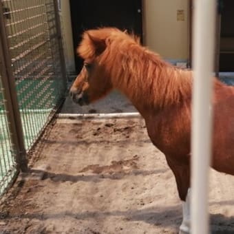 浦安市若潮公園の動物たちと葛西のオリンピック会場