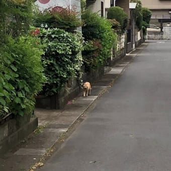 疑問集．１２０　茶トラ猫