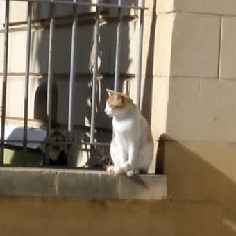 マルタ旅行番外編　１