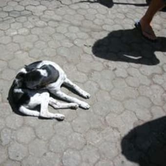 バリの犬