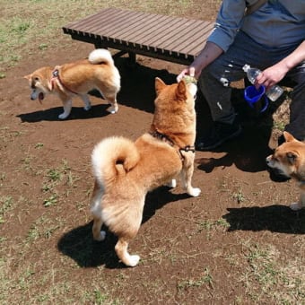 珍しく柴犬揃い踏み