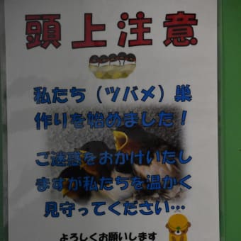 元気に飛び回っています