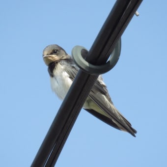 日々是探鳥〜ツバメ、ホオジロ...part  801